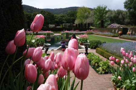 Filoli gardens, one of the few local places where you'll see imported tulips in blossom.